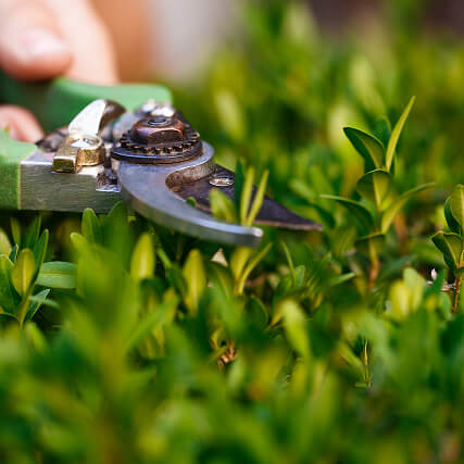 Landscape transformation process